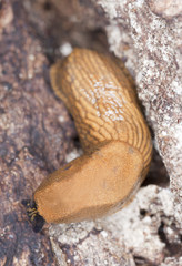 Big slug on tree, macro photo