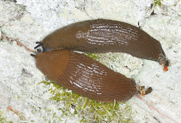 Spanish slugs, arion vulgaris on moss, macro photo
