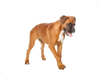 Obraz premium German Boxer puppy