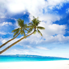 palm trees on tropical sea and beach background