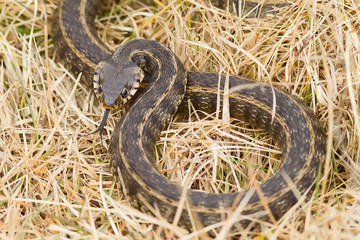 Fototapeta premium Water-Snake Out of the Water