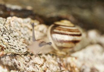 Land snail on wood, macro photo