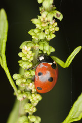 Ladybug, Coccinella septempunctata macro photo
