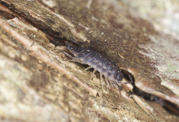 Woodlouse, extreme macro close-up with high magnification