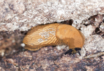 Big slug on tree, macro photo