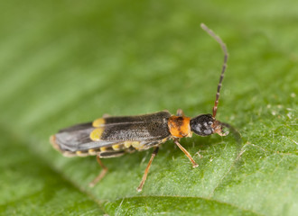Malthodes minimus on leaf, extreme close-up