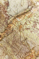 Woodsman on wood, extreme close-up macro photo