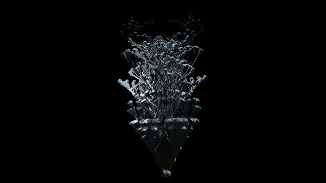 Fractal Structures Animation