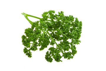 Obraz premium Parsley branch