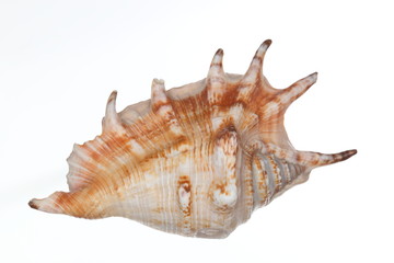 Obraz premium Schalentier