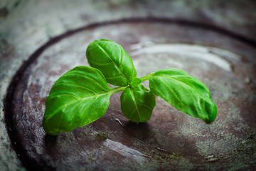 Naklejka premium Fresh basil