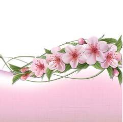Spring background with pink cherry flowers