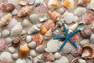 Sea shells and starfish on sand