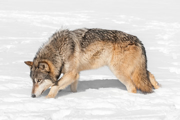 Grey Wolf (Canis lupus) Prowls Through Snow