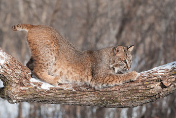Bobcat (Lynx rufus) Crouches on Snowy Tree Branch