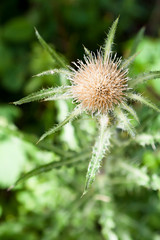 Wild Thistle Flower