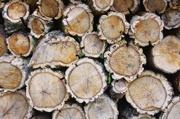 Holzstapel Korkeiche - stack of wood from cork oak 05