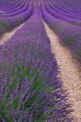 Obraz na płótnie Canvas Lavender Feld - Lawendowe pole 109