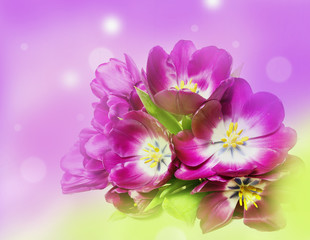 bunch of purple tulips on colors background