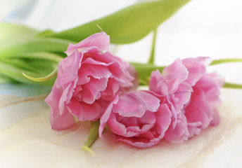 Fototapeta premium tulips