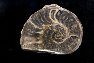 Ammonite