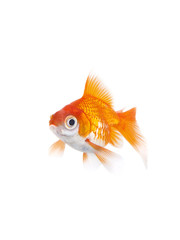 Fototapeta premium Poisson Rouge