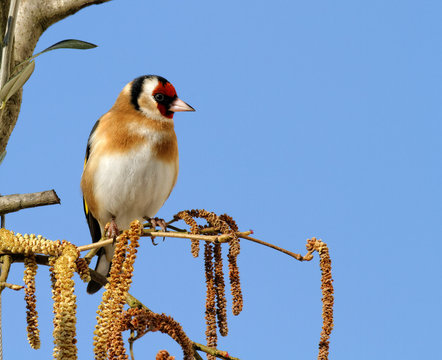 Carduelis carduelis - Chardonneret élégant - European Goldfinch