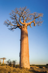Fototapeta na wymiar Zachód słońca na drzewach baobab