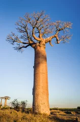Foto op Canvas Zonsondergang op baobabbomen © Pierre-Yves Babelon