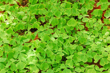 Large Clover 78