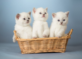 Fototapety  trzy białe kocięta brytyjskie w koszyku