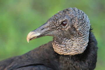 Closeup of Black Vulture - Everglades National Park, Florida