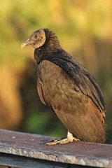 Black Vulture - Everglades National Park, Florida