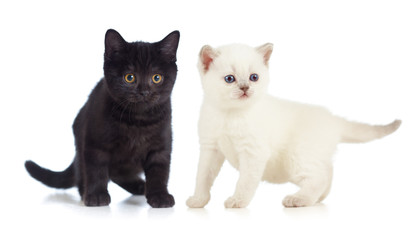 black and white British kittens