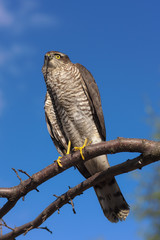predator in the sky