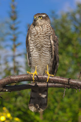 bird of prey
