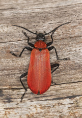 Black headed cardinal beetle (Pyrochroa coccinea) on wood