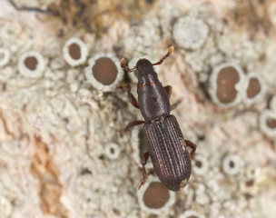 Wood living weevil on wood, extreme close-up