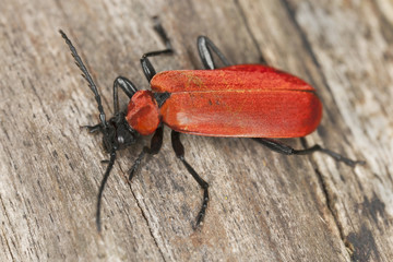 Black headed cardinal beetle (Pyrochroa coccinea) on wood