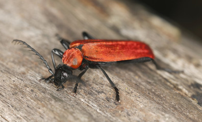 Black headed cardinal beetle (Pyrochroa coccinea) on wood