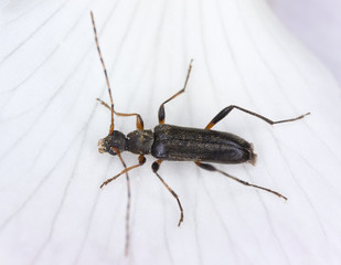 Grammoptera ruficornis sitting on a white flower