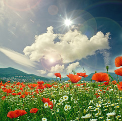 Frühlingsblumenwiese mit Klatschmohn, Kornblumen und Margeriten