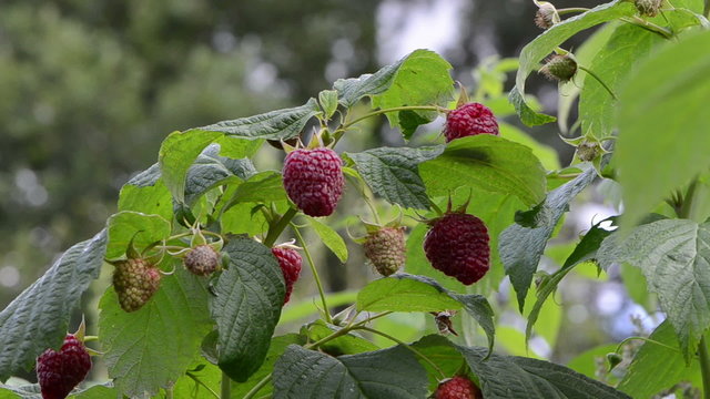 natural twig branch ripe raspberry grow move wind