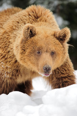 Fototapeta premium Wild brown bear