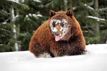 Wild brown bear