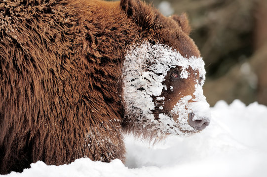 Wild brown bear