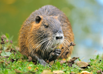 Coypu