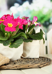 Beautiful pink primula in flowerpot,
