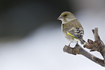 Oiseau verdier d'Europe femelle en hiver