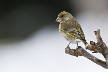 Oiseau verdier d'Europe femelle en hiver
